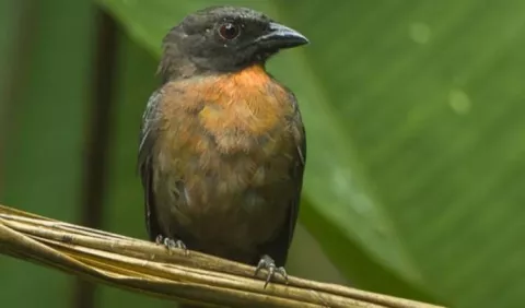 Tangara cachetinegra, uno de los tesoros de la reserva San Bartolo
