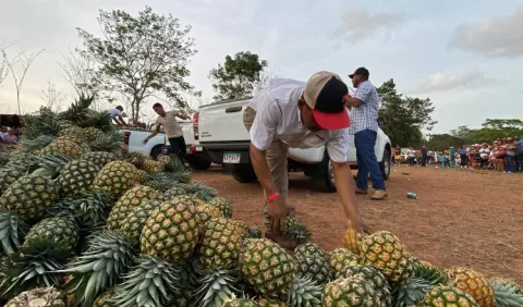 Avanza circuito agroturístico de la piña en Panamá  Oeste