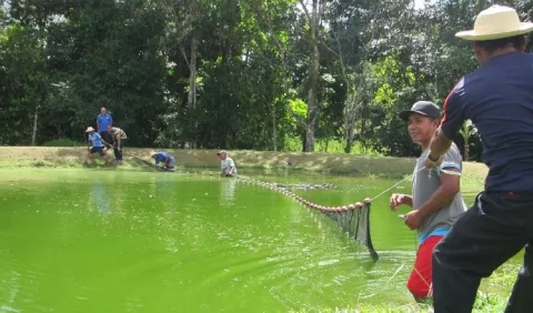Acuicultores buscan comercializar tilapias