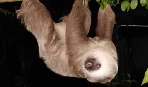 Panamá, hogar de tres especies de perezosos  en sus zonas boscosas
