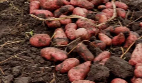 Papa roja, la nueva apuesta de la cadena agroalimentaria