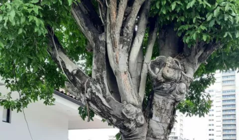 Árboles de la ciudad, los gigantes incomprendidos