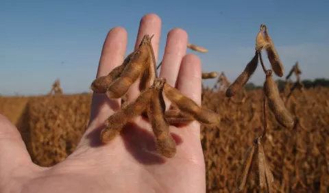 Leches vegetales, alternativa ecológica y saludable