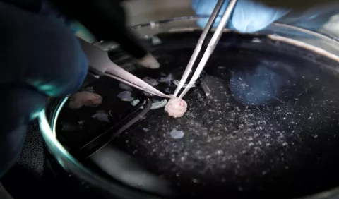Estudian las dinámicas cerebrales para crear aplicaciones robóticas  capaces de decidir