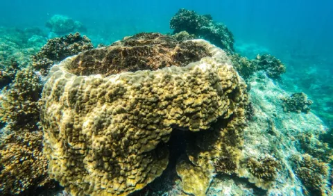 Arrecifes coralinos de Panamá serían más resistentes