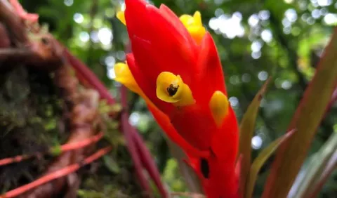Bromelias, aliadas contra el cambio climático