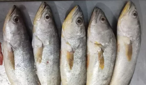 Hallan microplásticos en estómago de corvinas