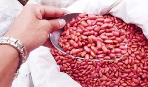 Porotos rosados, los preferidos en  el mercado panameño