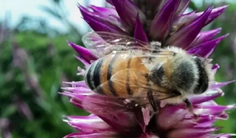 ¿Qué plantas debe sembrar en su jardín para ayudar a las abejas?