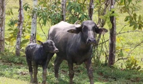  'El búfalo llegó para quedarse, el que prueba con esta especie no vuelve a la vaca'