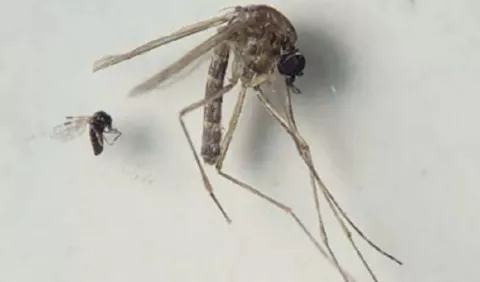 Virus del Oropouche se transmite de la madre al feto