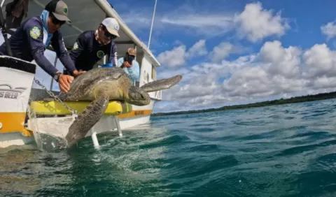 Transmisores satelitales siguen tortugas y tiburones en Coiba