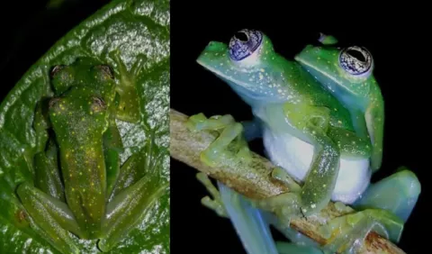 Crece la información sobre la llamativa rana de cristal 'S. albomaculata'