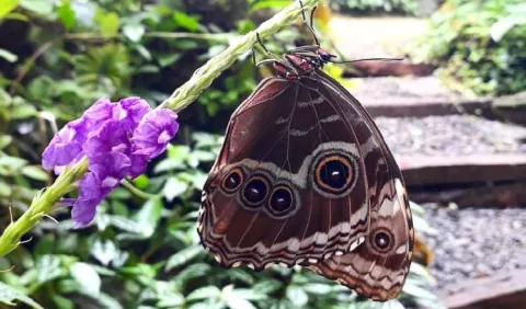 Panamá 'exportará' su experiencia con la cría de mariposas