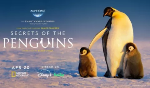 Descubriendo a los pingüinos