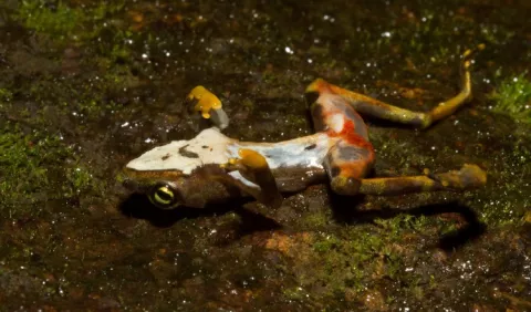 Anfibios: estudian el impacto del hongo quítrido en Panamá con ayuda de mapa