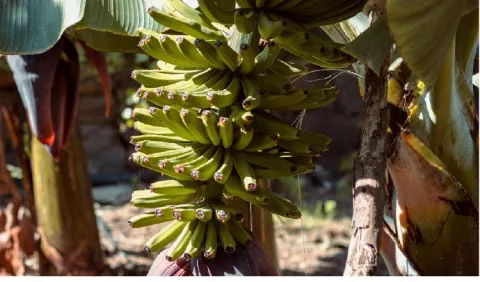 Ya se está vendiendo banano en Changuinola y se exportará en enero