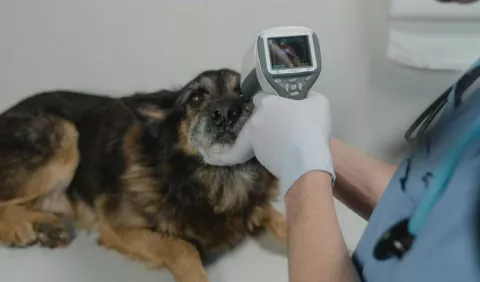 Descartan brote de distemper; piden mantener al día la vacunación de mascotas