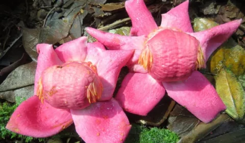 Tres nuevas especies de árboles son descritas en Panamá