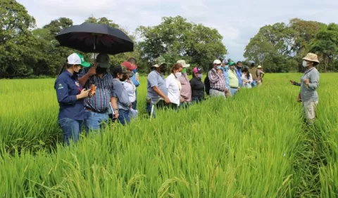 Crisis energética elevará los precios del arroz