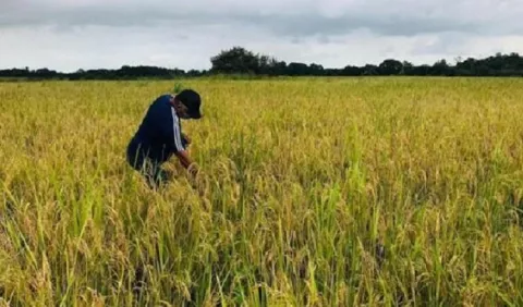 Con crédito aprobado al Mida se cancelará la deuda a los arroceros