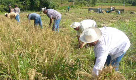 Programa une ecosistema del arroz para mejorar la eficiencia de productores