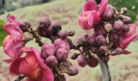 Reportan nueva especie de árbol en Colón: el 'Scottmoria umbonata'
