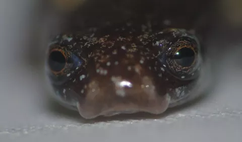 El fascinante hallazgo  de una salamandra escurridiza: la 'Oedipina berlini'