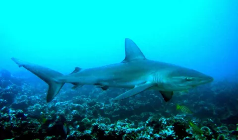 ¿Cómo afecta a los peces el calentamiento de los mares?