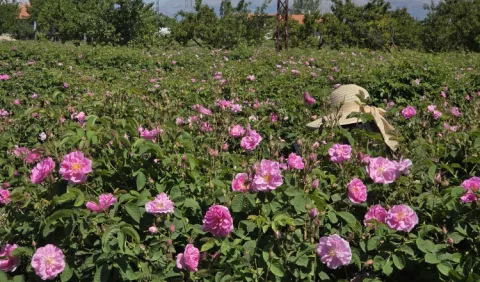 Rosa de Damasco, una joya natural repleta de aroma y tradición 