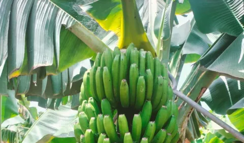 Exportaciones todavía siguen resentidas por el banano