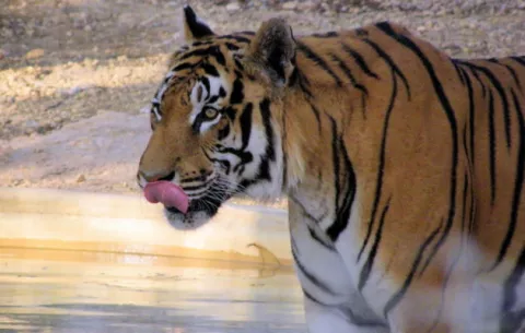 En el mundo sólo quedan 3.200 tigres en libertad, advierte WWF