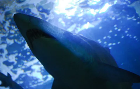 Tiburón ataca a surfista en costa de Florida 