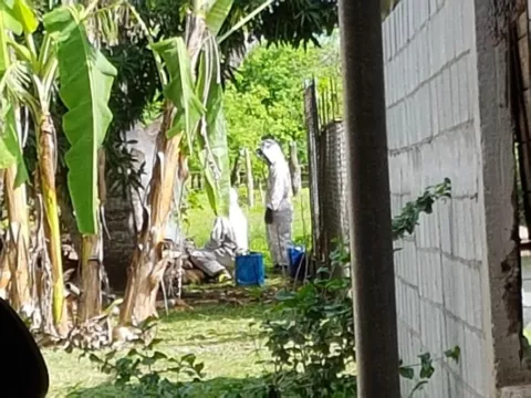 Ataque de las abejas africanizadas deja varios animales muertos en Los Santos