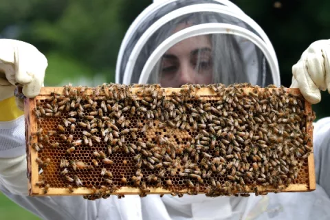 Los pesticidas dañinos para las abejas podrían matar también pájaros