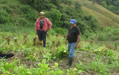 Más de 4,000 hectáreas de cultivos son afectados por sequía en región de Azuero