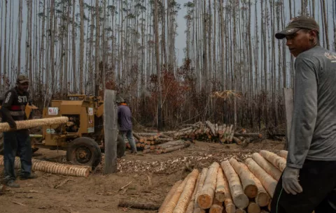 Incendios forestales no preocupan a agricultores