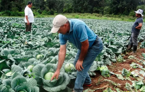 Nicaragua y Guatemala retoman la  experiencia agrocomercial 