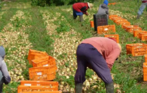 El sector agro 'está en quiebra', afirman los productores 