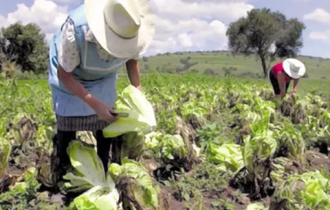 Cámara de Comercio aboga por implementar tecnologías en el agro