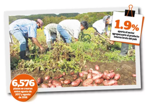 Productores acusan al Gobierno de falsear cifras