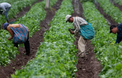 Agroindustria, la ruta colombiana para consolidarse como despensa del mundo