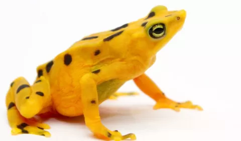 Proyecto de conservación de anfibios 