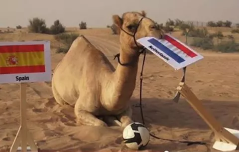 Animales que predicen ganadores de la Copa Mundial en Brasil, 2014