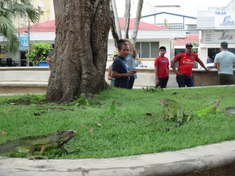 Municipio aplicará plan para el control de especies en el Parque Miguel de Cervantes Saavedra.
