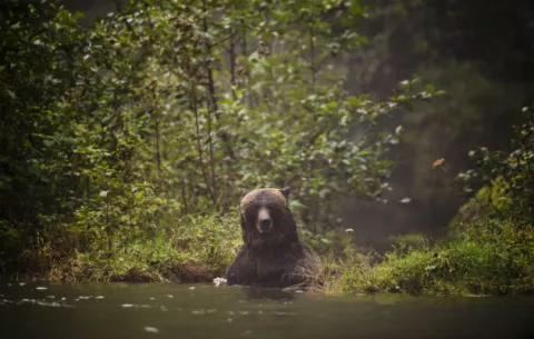 Oso y cachorros roban comida a niños en Alaska