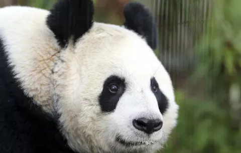 La osa panda del zoo de Edimburgo, Tian Tian, está embarazada