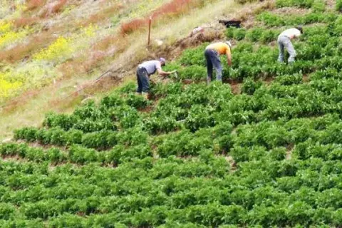 FAO exige una mejor distribución de producción alimentaria contra el hambre