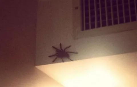 Enorme araña sorprende a jugador australiano 