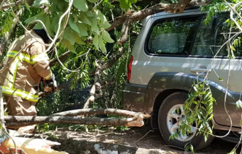 Enorme árbol cae encima de un vehículo  en el sector de Las Matas de San Félix 